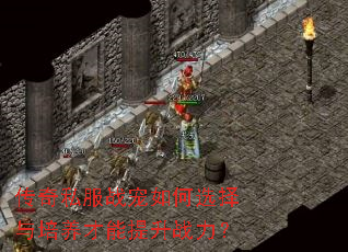 传奇私服战宠如何选择与培养才能提升战力? 传奇私服战宠如何选择与培养才能提升战力?